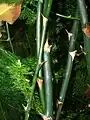 茎にある鱗片葉は棘に