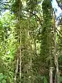 野外で藤本化した姿