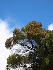 高木化したもの。
