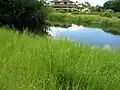 池の周囲に繁茂する様子
