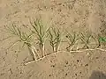 地下茎の様子