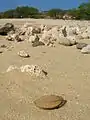 砂浜に転がる果実