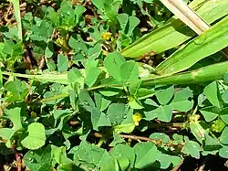 Medicago polymorpha