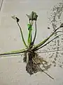 立ち上がった株と、匍匐茎