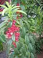 花序を葉腋に出す例C. indicum