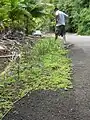 道路脇の群落（同）