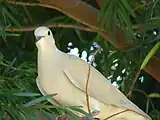 白変種のギンバト（銀鳩）