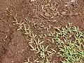 地表に伸びる匍匐茎(マウイ)