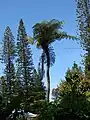 Cyathea cooperiヘゴ科ヘゴ属