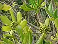 P. viridiflorum