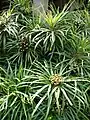 Osmoxylon lineare.