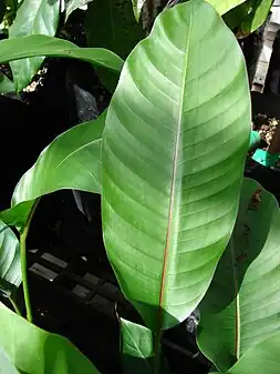 Heliconia stricta（ドワーフジャマイカン）の葉