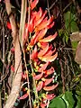 M. novo-guineensis