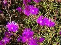 Lampranthus roseus