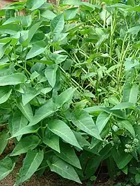 茎葉