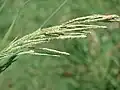 タチスズメノヒエP. urvillei