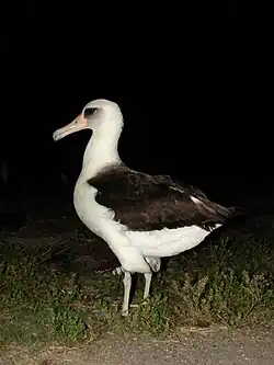 コアホウドリ