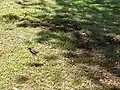 芝生状になった様子(マウイ)