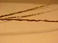 メヒシバの総