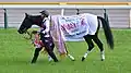 優勝レイと馬服