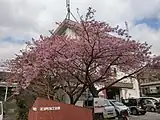 駅前の河津桜（2014年2月）