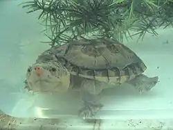 サルヴィンオオニオイガメS. salvinii