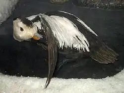 カササギガモ