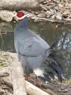 アオミミキジC. auritum
