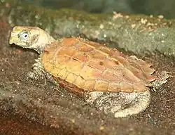シュペングラーヤマガメGeoemyda spengleri（イシガメ科）