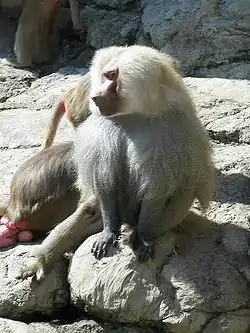 マントヒヒ