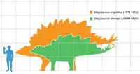 人間との大きさ比較。緑色は S. stenops, オレンジ色は S. ungulatus。
