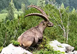 アルプスアイベックスC. ibex