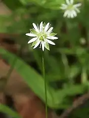 「花弁は萼片より短い」とされる。