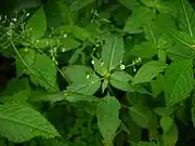 Stellaria monospermaインド、ウッタラーカンド州