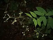 葉は対生する。花序は大型の集散花序になり、花柄に腺毛がある。