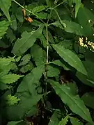 葉柄の基部の茎部分は節となってふくらむ。