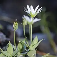 花弁は萼片の2倍の長さ