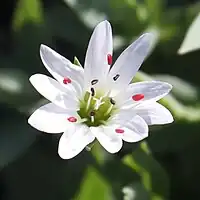 花弁は5個で深く2裂し、雄しべは10個、葯は紅色