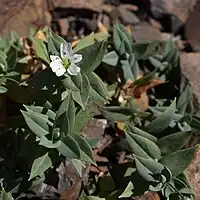 多数の茎が株状で直立する