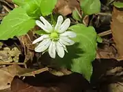 花弁が深く2裂するので10弁花に見える。