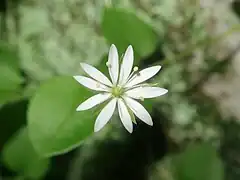 花弁は5個、萼片より長く、先端は深く2裂するので10弁のように見える。