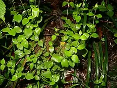 花がまだ蕾の頃。4月中旬。岡山県高梁市。