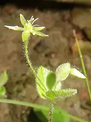 花に白色の花弁がなく、緑色の萼片と雄蕊、雌蕊のみが展開し、花全体が緑色に見える。