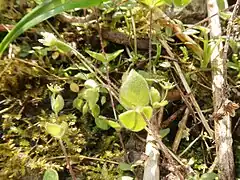 茎は紫色を帯び、星状毛や分岐毛が生えることは基本種のヤマハコベと同じ。