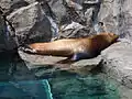 水族館のトドも同じように休息する