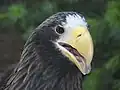 頭部