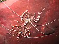 オトヒメエビ