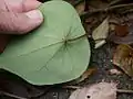 葉裏・葉柄の接続を示す
