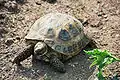 ヨツユビリクガメT. horsfieidii