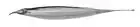 image of ghost knifefish
